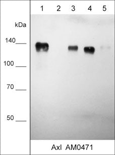 Western blot of human MDA-MB-231 breast carcinoma (lane 1), PC-3 prostate adenocarcinoma (lane 2), A549 lung carcinoma (lane 3), NCI-H1915 lung carcinoma (lane 4), and A431 epidermoid carcinoma (lane 5). The blot was probed with mouse monoclonal anti-Axl (AM0471) at 1:1000.