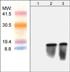 Western blot of 293 cells mock transfected (lane 1) or transiently transfected with pLenti6/TR lentiviral vector (lanes 2 & 3). Blots were probed with anti-Bsd (lanes 1-3). Molecular weight (MW) standards show that Bsd is expressed as a 13 kDa band in only the transfected cells.