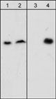 Western blot analysis of HepG2 cells untreated (lanes 1 & 3) or treated with pervanadate (1 mM) for 30 min (lanes 2 & 4). Blots were probed with anti-β-Dystroglycan (lanes 1 & 2) and anti-β-Dystroglycan (Tyr-892) (lanes 3 & 4).