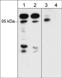 Western blot of human Jurkat cells treated with calyculin A (100 nM) for 30 min. The blots were untreated (lanes 1 & 3) or treated (lanes 2 & 4) with lambda phosphatase and probed with anti-B-Raf (N-terminus) (lanes 1 & 2) or anti-B-Raf (Ser-446) (lanes 3 & 4).