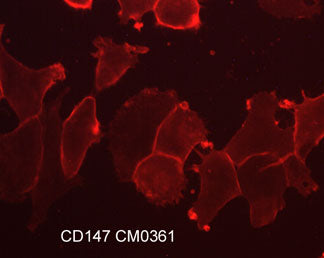 Immunocytochemical labeling of CD147 in paraformaldehyde fixed human NCI-H1915 lung carcinoma cells. The cells were labeled with mouse monoclonal anti-CD147 (CM0361). The antibody was detected using goat anti-mouse Ig:DyLight® 594.