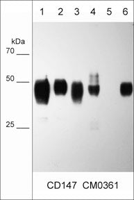 Western blot of lysates from BEAS normal lung cells (lane 1), NCIH28 mesothelial cells (lane 2), NCI-H1299 lung cancer cells (lane 3), LNCaP prostate cancer cells (lane 4), MCF7 breast cancer cells (lane 5), and A431 skin adenocarcinoma (lane 6). The blot was probed with mouse monoclonal anti-CD147 (CM0361) at 1:1000.
