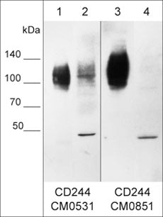 Western blot of native (lane 1 and 3) and denatured (lane 2 and 4) lysates of human THP-1 monocytes. The blot was probed with mouse monoclonals anti-CD244/2B4/SLAMF4 (CM0531) (lanes 1 and 2) or anti-CD244/2B4/SLAMF4 (CM0851). Both antibodies were used at 1:250.