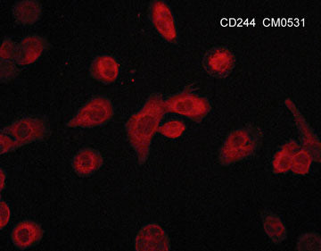 Immunocytochemical labeling of CD244 in aldehyde fixed and NP-40 permeabilized PMA-differentiated human THP-1 cells. The cells were labeled with mouse monoclonal anti-CD244/2B4/SLAMF4 (CM0531). The antibody was detected using goat anti-mouse DyLight® 594.