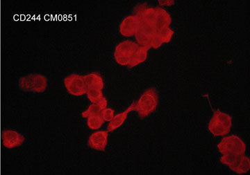 Immunocytochemical labeling of CD244 in aldehyde fixed and NP-40 permeabilized PMA-differentiated human THP-1 cells. The cells were labeled with mouse monoclonal anti-CD244/2B4/SLAMF4 (CM0851). The antibody was detected using goat anti-mouse DyLight® 594.