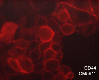 Immunocytochemical labeling of CD44 in paraformaldehyde fixed human MCF7 cells. The cells were labeled with mouse monoclonal anti-CD44 (clone M591). The antibody was detected using goat anti-mouse DyLight® 594.