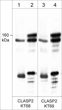 Western blot of CLASP2 in mouse brain (lanes 1 & 3) and rat PC12 cells (lanes 2 & 4). The blots were probed with rat monoclonals CM5051 anti-CLASP2 (clone KT68) (lanes 1 & 2) and CM5071 anti-CLASP2 (clone KT69) (lanes 3 & 4). The antibodies were used at a dilution of 1:500.