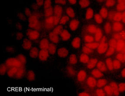 Immunocytochemical labeling of CREB in A431 that were fixed in paraformaldehyde and permeabilized using NP-40. The cells were labeled with rabbit polyclonal CREB (N-terminal region). The antibody was detected using goat anti-rabbit DyLight® 594.