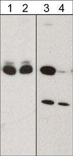 Western blot image of mouse brain untreated (lanes 1 & 3) or treated with lambda phosphatase (lanes 2 & 4). The blot was probed with anti-CRMP2 (C-terminal Region) (lanes 1 & 2) or anti-CRMP2 (Ser-522) (lanes 3 & 4).