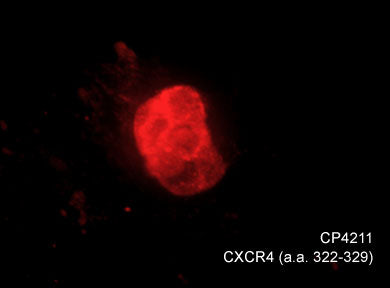 Immunocytochemical labeling of CXCR4 in chick pluripotent cells. The cells were labeled with rabbit polyclonal CXCR4 (a.a. 322-329) antibody (CP4211), then detected using appropriate secondary antibody (Red). (Image provided by Dr. Yangqing Lu at the Regenerative Bioscience Center, University of Georgia).
