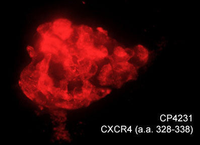 Immunocytochemical labeling of CXCR4 in chick pluripotent cells. The cells were labeled with rabbit polyclonal CXCR4 (a.a. 328-338) antibody (CP4231), then detected using appropriate secondary antibody (Red). (Image provided by Dr. Yangqing Lu at the Regenerative Bioscience Center, University of Georgia).