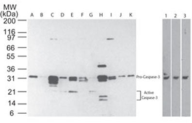 Western blot analysis of Caspase-3 in multiple human tissues using CM4911 at 1:100. The tissues shown are A) brain, B) heart, C) intestine, D) kidney, E) liver, F) lung, G) muscle, H) stomach, I) spleen, J) ovary, and K) testis. Lanes 1, 2 and 3 demonstrate the species crossreactivity of the antibody in human, mouse and rat heart lysate, respectively.