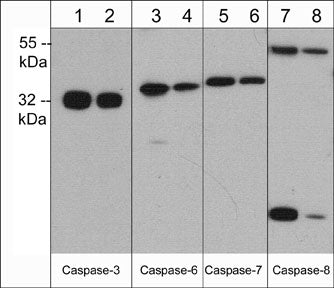 Western blot analysis of Caspase expression in human Jurkat cells. The blot was probed with anti-Caspase-3 at 1:500 (lane 1) and 1:1000 (lane 2), anti-Caspase-6 at 1:250 (lane 3) and 1:500 (lane 4), anti-Caspase-7 at 1:500 (lane 5) and 1:1000 (lane 6), as well as anti-Caspase-8 at 1:250 (lane 7) and 1:500 (lane 8).