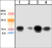 Western blot analysis of human jurkat cells (lanes 1 & 2) and mouse brain (lanes 3 & 4). The blots were probed with anti-Cdc42 antibody at 1:125 (lanes 1 & 3) or 1:500 (lanes 2 & 4).