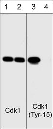 Western blot analysis of human SYF fibroblasts  before (lanes 1 & 3) and after (lanes 2 & 4) treatment with alkaline phosphatase. The blots were probed with anti-Cdk1 (N-terminal region) antibody (lanes 1 & 2) or anti-Cdk1 (Tyr-15) phospho-specific antibody (lanes 3 & 4).