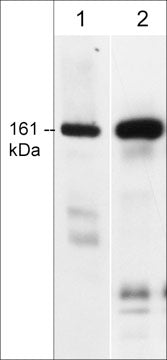 Western blot of CLASP1 in mouse brain (lane 1) and rat PC12 cells (lane 2). The blots were probed with rat monoclonal CM5011 anti-CLASP1 (C-terminus) at a dilution of 1:500. Then detected using donkey anti-Rat IgG:HRP (RS3101).