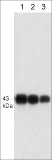 Western blot analysis of connexin-43 expression in adult mouse brain (lanes 1-3). The blots were probed with mouse monoclonal anti-connexin-43 at 1:250 (lane 1), 1:500 (lane 2), and 1:1000 (lane 3).