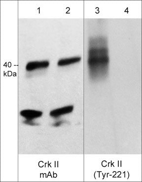 Western blot of human K562 cells stimulated with pervanadate (1 mM) for 30 min. (lanes 1-4). The blot was treated with alkaline phosphatase to dephosphorylate Crk II (lanes 2 & 4), then the blot was probed with mouse monoclonal Crk II (C-terminal region) CM3321 (lanes 1 & 2) and Crk II (Tyr-221) phospho-specific CP4701 (lanes 3 & 4).