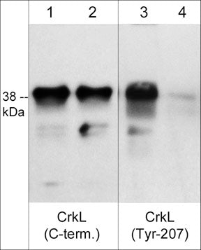 Western blot of human K562 cells stimulated with pervanadate (1 mM) for 30 min. (lanes 1-4). The blot was treated with alkaline phosphatase to dephosphorylate CrkL (lanes 2 & 4), then the blot was probed with rabbit polyclonals CrkL (C-terminus) CP3081 (lanes 1 & 2) and CrkL (Tyr-207) phospho-specific CP4671 (lanes 3 & 4).