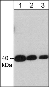 Western blot of human Jurkat cell lysate. The blot was probed with mouse monoclonal anti-Crk II (C-terminal region) antibody at 1:250 (lane 1), 1:500 (lane 2), or 1:1000 (lane 3).
