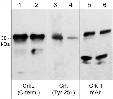 Western blot of human K562 cells stimulated with pervanadate (1 mM) for 30 min. (lanes 1-6). The blot was treated with akaline phosphatase to dephosphorylate Crk (lanes 2, 4 & 6), then the blot was probed with rabbit polyclonals CrkL (C-terminus) CP3081 (lanes 1 & 2), Crk (Tyr-251) phospho-specific CP3091 (lanes 3 & 4), and mouse monoclonal anti-Crk II (C-terminal region) (lanes 5 & 6).