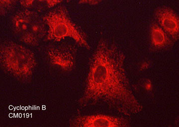Immunocytochemical labeling of cyclophilin B in methanol:acetone (1:1) fixed human A549 lung cancer cells. The cells were labeled with mouse monoclonal anti-cyclophilin B (CM0191). The antibody was detected using goat anti-mouse DyLight® 594.