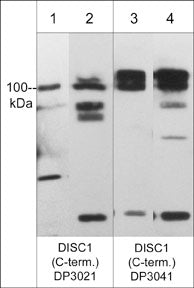 Western blot of DISC1 in mouse brain (lanes 1 & 3) and rat PC12 cells (lanes 2 & 4). The blots were probed with DP3021 anti-DISC1 (a.a. 740-753) (lanes 1 & 2) and DP3041 anti-DISC1 (a.a. 740-753) (lanes 3 & 4).