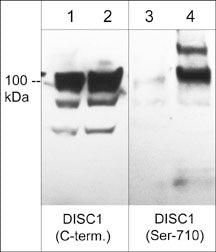 Western blot of DISC1 phosphorylation in PC12 cells untreated (lanes 1 & 3) or treated with calyculin A (100 nm) for 30 min (lanes 2 & 4). The blots were probed with DP3041 anti-DISC1 (a.a. 740-753) (lanes 1 & 2) or DP3061 anti-DISC1 (Ser-710) (lanes 3 & 4).