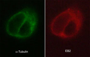 Immunocytochemical labeling of EB2 in paraformaldehyde-fixed and NP40-permeabilized A431 cells. The cells were dual labeled with mouse monoclonal anti-α-Tubulin (TM4111) (left)  and rat monoclonal anti-EB2 (EM5081) (right). The antibodies were detected using either goat anti-mouse:DyLight® 488 (MS3011) or goat anti-Rat:DyLight® 594 (RS3111).