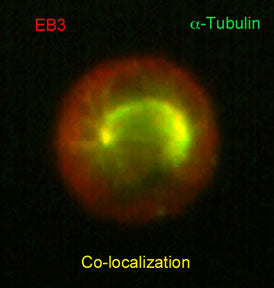 Immunocytochemical labeling of EB3 in paraformaldehyde-fixed and NP40-permeabilized A431 cells. The cells were dual labeled with mouse monoclonal anti-α-Tubulin (TM4111) (green)  and rat monoclonal anti-EB3 (EM5091) (red). The antibodies were detected using either goat anti-mouse:DyLight® 488 (MS3011) or goat anti-Rat:DyLight® 594 (RS3111).