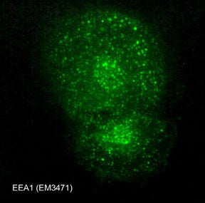 Immunocytochemical labeling of EEA1 in paraformaldehyde-fixed and NP40-permeabilized A7r5 cells. The cells were labeled with mouse monoclonal EEA1 (EM3471). The antibody was detected using goat anti-mouse DyLight® 488.