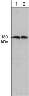 Western blot of adult mouse brain tissue lysate. The blot was probed with mouse monoclonal anti-EEA1 antibody at 1:500 (lane 1) or 1:1000 (lane 2).