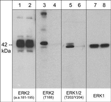 Western blot analysis of human A431 epithelial cells treated with 100 nM calyculin A for 30 min. (lanes 1, 3, 5, & 7) then the blot was treated with lambda phosphatase (lanes 2, 4, 6, & 8). The blots were probed with polyclonal anti-ERK2 (a.a. 181-195) (lanes 1 & 2), anti-ERK2 (Thr-188) (lanes 3 & 4), anti-ERK1/2 (Thr-202/Tyr-204) (lanes  5 & 6), or monoclonal anti-ERK1 (C-terminal region) (lanes 7 & 8).