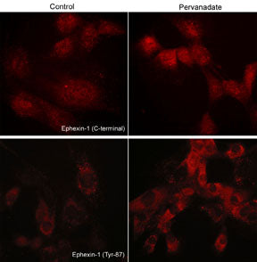 Immunocytochemical labeling of phosphorylated Exphexin-1 in pervanadate-treated mouse C2C12. The cells were labeled with rabbit polyclonal Ephexin-1 (C-terminal region) and Ephexin-1 (Tyr-87) antibodies, then the antibodies were detected using appropriate secondary antibodies conjugated to Cy3.