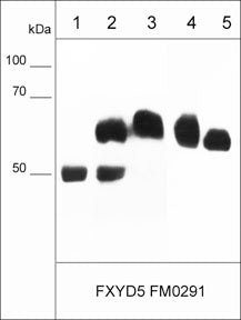 Western blot analysis of FXYD5 protein expression. Immunoprecipitates using FM0311 FXYD5 antibody only (lane 1) or FM0311 with A431 lysate (lane 2) or A431 input only (lane 3). Human cell lysates MDA-MB-231 (lane 4) or MeWo (lane 5). The blot was probed with mouse monoclonal FXYD5 (FM0291) at 1:1000.