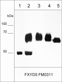 Immunocytochemical labeling of FXYD5 in paraformaldehyde fixed human MDA-MB-231 cells. The cells were labeled with mouse monoclonal FXYD5 (FM0311). The antibody was detected using goat anti-mouse Ig DyLight® 594.