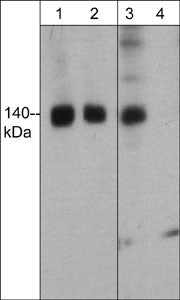 Western blot of FHOD1 phosphorylation in human K562 cells stimulated with calyculin A (100 nM) for 30 min. (lanes 1 & 3). The blot was then treated with lambda phosphatase (lanes 2 & 4). Blots were probed with mouse polyclonal anti-FHOD1 (lanes 1 & 2) and anti-FHOD1 (Thr-1141), phospho-specific antibody (lanes 3 & 4) .
