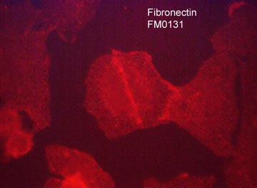 Immunocytochemical labeling of fibronectin in paraformaldehyde fixed human A549 cells. The cells were labeled with mouse monoclonal anti-fibronectin (clone M013). The antibody was detected using goat anti-mouse Ig DyLight® 594.