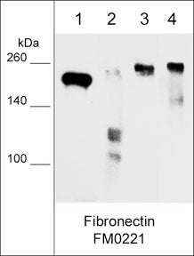 Western blot image of human plasma purified fibronectin (lane 1), human breast tissue (lane 2), human A549 cells (lane 3), and LNCaP cells (lane 4). The blot was probed with mouse monoclonal anti-fibronectin FM0221 at 1:500.