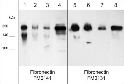 Western blot image of native human cell lysates: A549 (lanes 1 & 5), MeWo (lanes 2 & 6), and MDA-MB-231 (lanes 3 & 7), as well as human plasma fibronectin (lanes 4 & 8). The blot was probed with mouse monoclonal antibodies anti-fibronectin FM0141 (lanes 1-4) or anti-fibronectin FM0131 (lanes 5-8) at 1:1000.