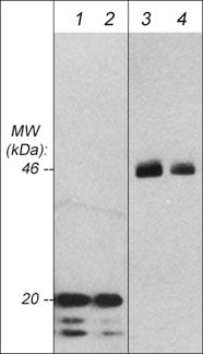 Western blot analysis of a human recombinant GSK3β N-terminal fragment (lanes 1 & 2) and endogenous GSK3β expressed in mouse brain (lanes 3 & 4). The blot was probed with mouse monoclonal anti-GSK-3β at 1:500 (lanes 1 & 3) and 1:2000 (lanes 2 & 4).