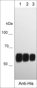 Western blot of human recombinant DDR1 protein with C-terminal His Tag. The blot was probed with mouse monoclonal anti-His (Cterminal) Tag (HM0501) at 1:2000 (lane 1), 1:4000 (lane 2), and 1:8000 (lane 3).