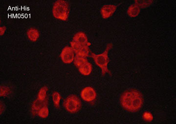 Immunocytochemical labeling of Axl recombinant protein with C-terminal His Tag bound to THP1 aldehyde fixed cells. The cells were labeled with mouse monoclonal anti-His (C-terminal) Tag antibody (HM0501). The antibody was detected using goat anti-mouse DyLight® 594.