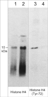 Western blot image of human PC3 cells untreated (lanes 1 & 3) or treated with alkaline phosphatase to dephosphorylate histone H4 (lanes 2 and 4). The blot was probed with rabbit polyclonals anti-Histone H4 (lanes 1 & 2) and anti-Histone H4 (Tyr-72) phospho-specific antibody (lanes 3 & 4).