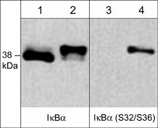 Western blot analysis of Jurkat cells untreated (lanes 1 & 3) or treated with TNFα (1 nM). The blots were probed with anti-IκBα (lanes 1 & 2) or anti-IκBα (Ser-32/Ser-36) (lanes 3 & 4).