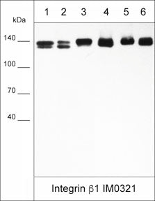 Western blot analysis of integrin β1 expression in native human cells and tissues: A549 (lane 1) LNCaP (lane 2), MDA-MB-231 (lane 3) breast (lane 4), lung (lane 5), and skin (lane 6). The blot was probed with mouse monoclonal anti-Integrin β1  (IM0321) at 1:1000 dilution.