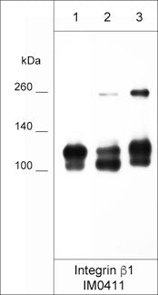 Western blot analysis of native cell lysates from human NCI-H446 lung cancer cells (lane 1), LNCaP prostate cancer cells (lane 2), and MCF7 breast cancer cells (lane 3). The blots were probed with mouse monoclonal anti-Integrin β1 (IM0411) at 1:1000 dilution.