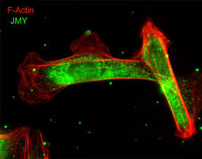 Immunocytochemical labeling of JMY relative to F-actin in chick fibroblasts. The cells were labeled with rabbit polyclonal JMY antibody (JP3991), then detected using appropriate secondary antibody (Green). This labeling is compared to F-actin staining (Red). (Image provided by Dr. Gianluca Gallo at Drexel University).