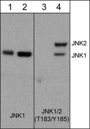 Western blot analysis of PC12 cells untreated (lanes 1 & 3) or treated with calyculin A (100 nM) for 30 minutes (lanes 2 & 4). The blot was probed with anti-JNK1 (lanes 1 & 2) or anti-JNK1 (T183/Y185) (lanes 3 & 4).