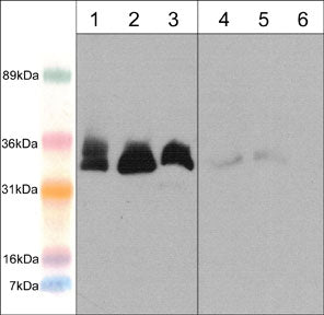 Western blot analysis of Memo expression in adult mouse heart (lane 1 & 4), mouse C2C12 cells (lane 2 & 5), and rabbit spleen fibroblast cells (lane 3 & 6). The blot was probed with anti-Memo (N-terminal region) (MP3721; lanes 1-6) in the presence (lanes 4-6) or absence (lanes 1-3) of Memo blocking peptide (MX3725).
